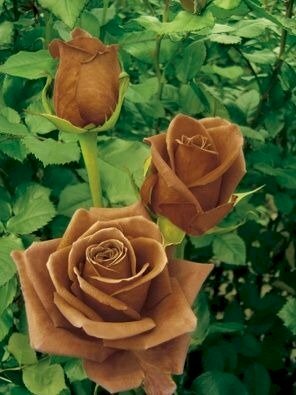 Hình ảnh vườn hoa hồng socola nở rộ tựa như chiếc socola trên những cành xanh lá