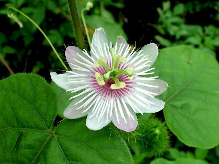 Hình ảnh bông hoa lạc tiên tuyệt đẹp trên cành lá