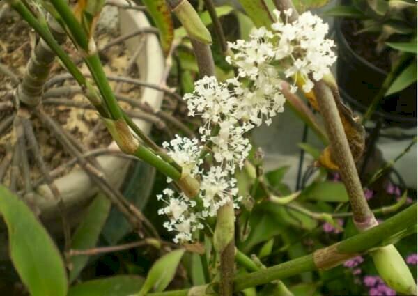 Ảnh chùm hoa lược vàng tuyệt đẹp dưới nắng