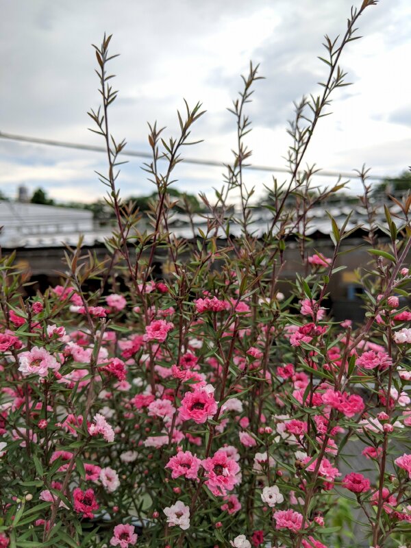 Hình ảnh những bông hoa nhất chi mai đỏ