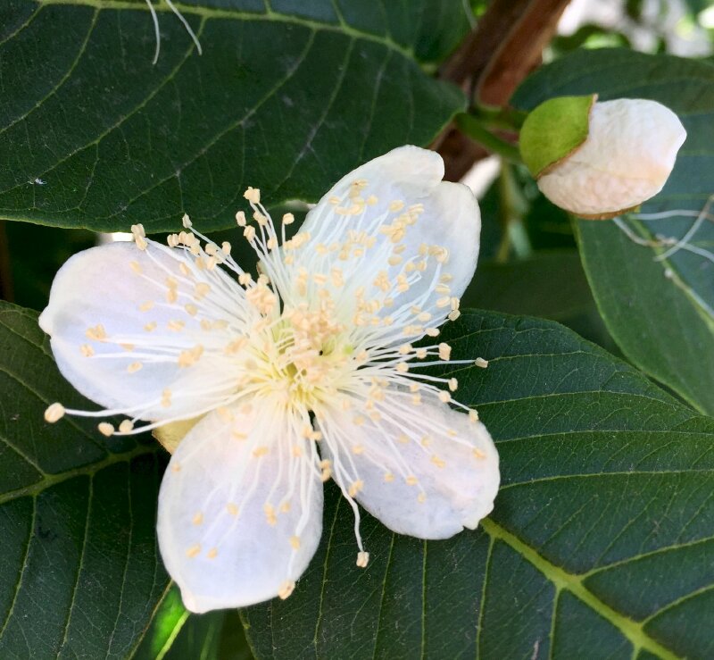 Hình ảnh bông hoa ổi xinh đẹp và trắng như tuyết