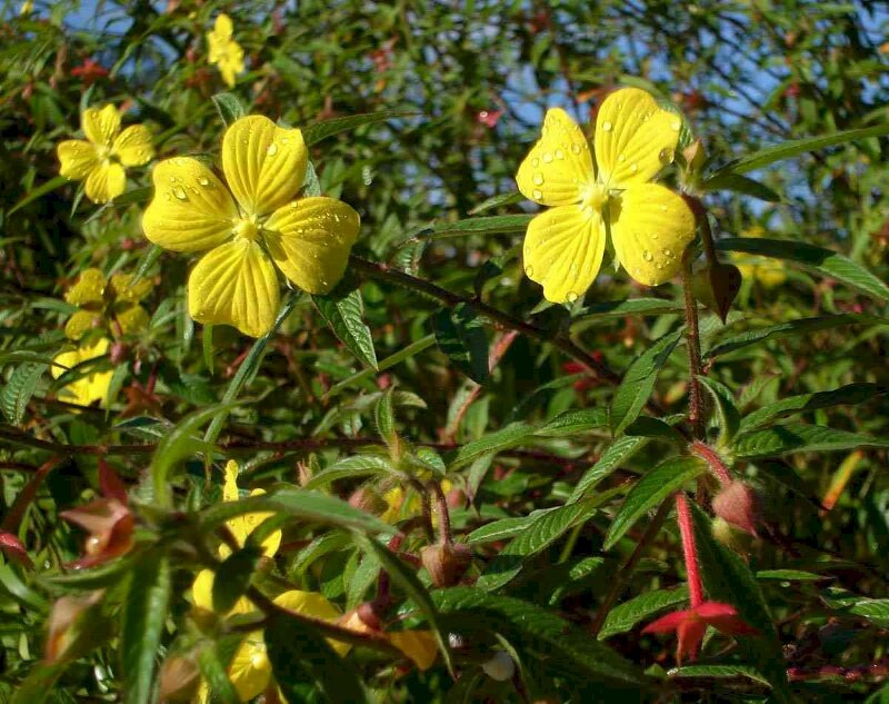 Hình ảnh những bông hoa rau mương nở rực rở ướt đẫm sương chào ngày mới