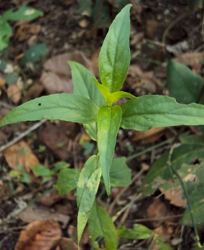 Hình ảnh lá cây bìm bịp trên mặt có nhiều gấn, lá nhẵn