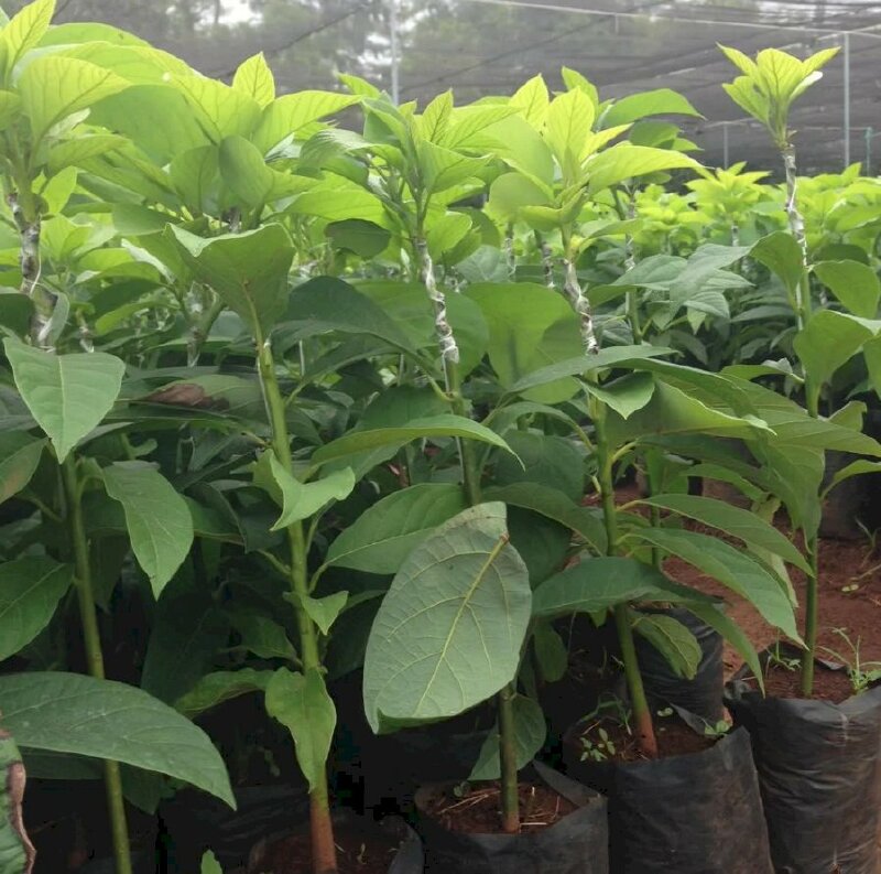 Hình ảnh giống cây bơ lá xanh mướt