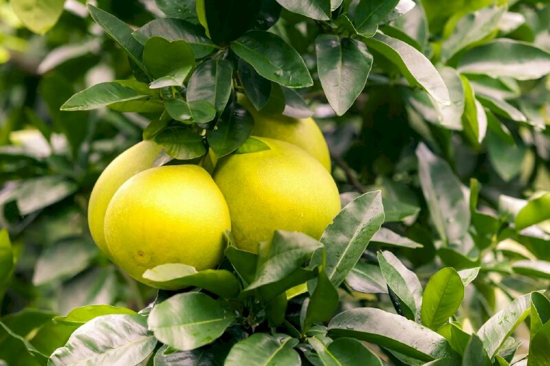 Hình ảnh những nhánh lá bưởi xanh tốt cùng quả bưởi vàng núp trong đám lá