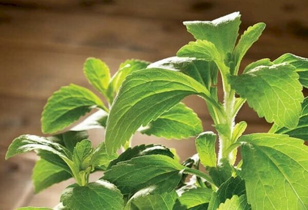 Hình ảnh lá cây cỏ ngọt xanh tốt mang lại nhiều lợi ích đối với sức khỏe