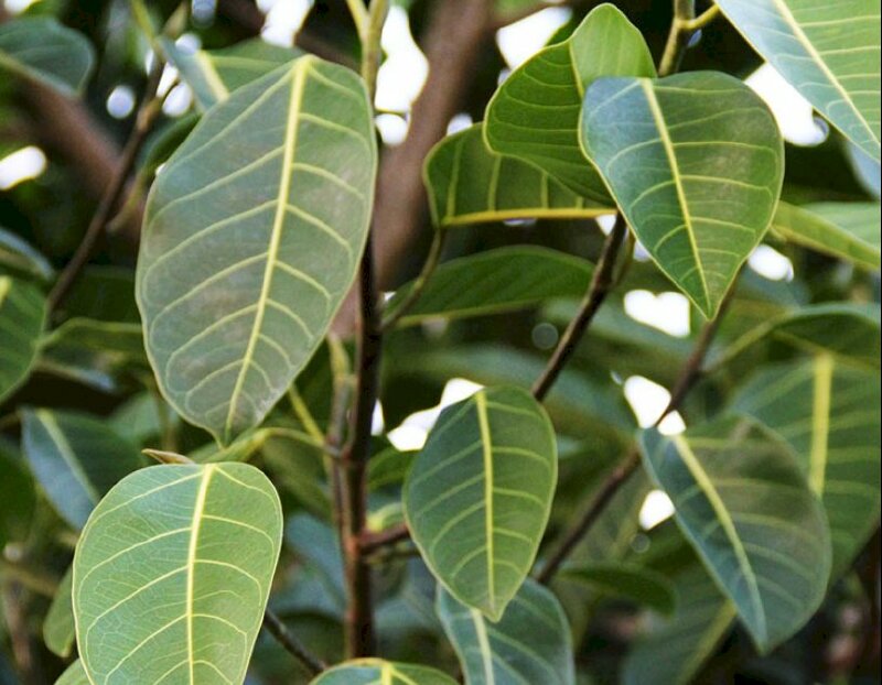 Hình ảnh tán lá cây đa xanh tốt