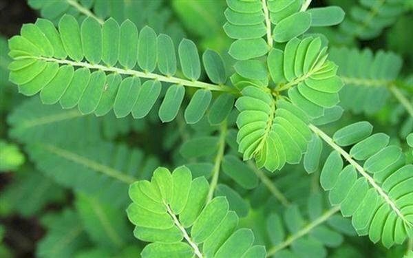 Ảnh cây chó đẻ thường được dùng phơi khô làm thuốc hỗ trợ chữa viêm gan, mụn nhọt, xơ gan cổ trướng,...