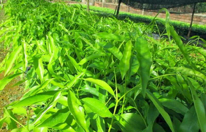 Hình ảnh những cây gió bầu non dùng làm cây giống