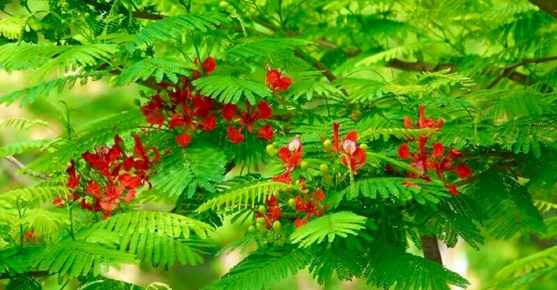 Hình ảnh lá phượng xanh biếc chen chúc cùng hoa đỏ rực