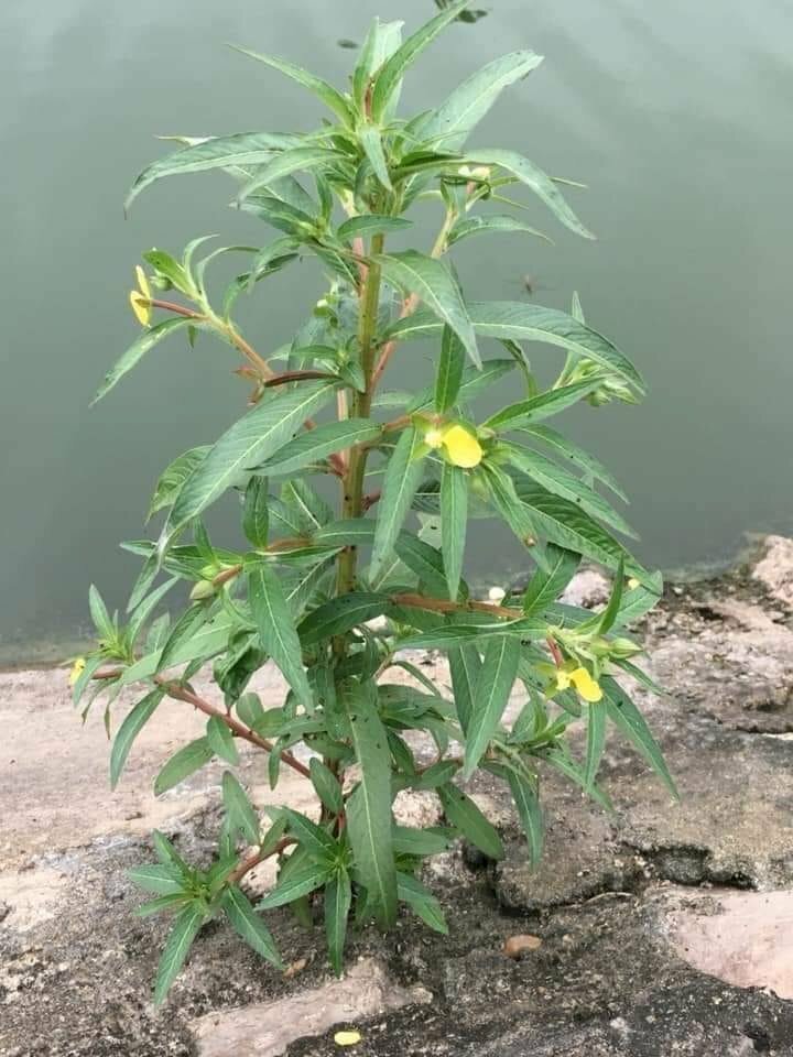 Hình ảnh cây rau mương mọc dại vươn lên khỏi mặt đất tươi tốt