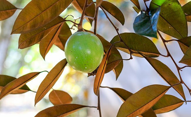 Hình ảnh nhánh lá cây vú sữa và quả vú sữa xanh mọng