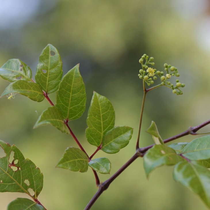 Hình ảnh nhánh lá chè dây hay còn gọi là trà dây, thau rả, bạch liễm tốt cho dạ dày