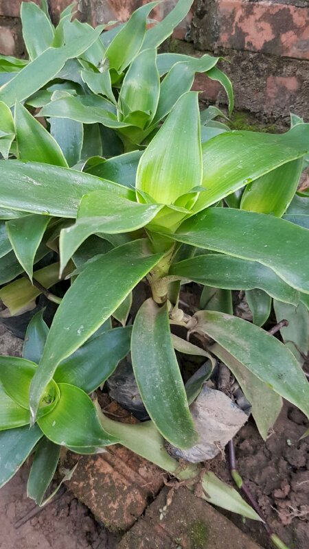 Hình ảnh của cây lược vàng thuộc loài cây thân thảo mang dược tính được dùng làm thuốc trong Đông Y