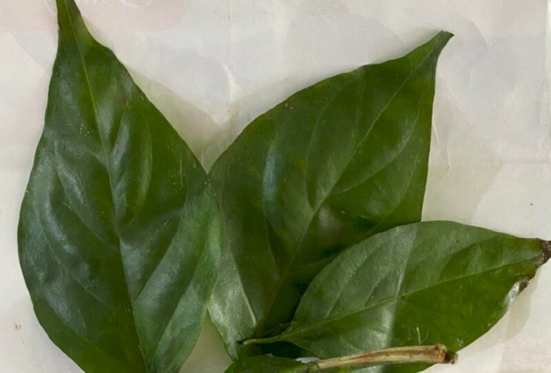 Hình dáng lá ngón, loại lá mang chất độc tử thần