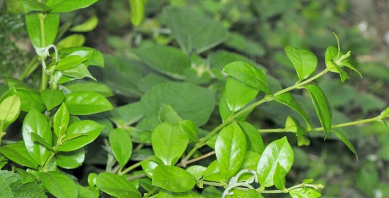 Hình ảnh lá thìa canh có màu xanh lục có nhiều dược tính