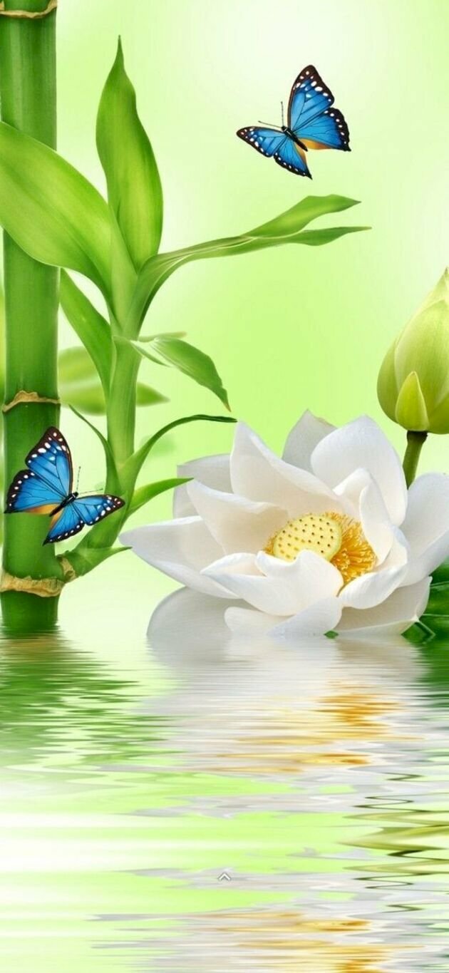 hình nền hoa tượng trưng cho sự may mắn cho bn nào cần ✨️ #hoahaiduong... |  TikTok