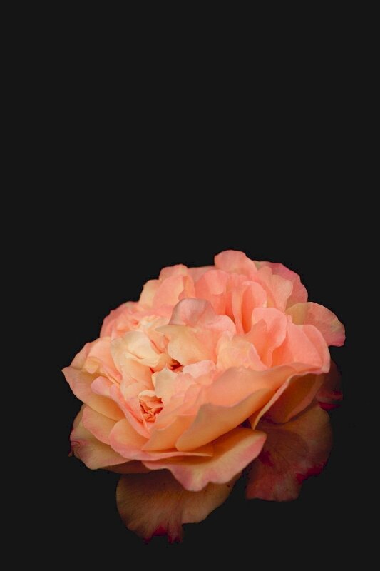 Hình ảnh nụ hồng nở trong đêm tối