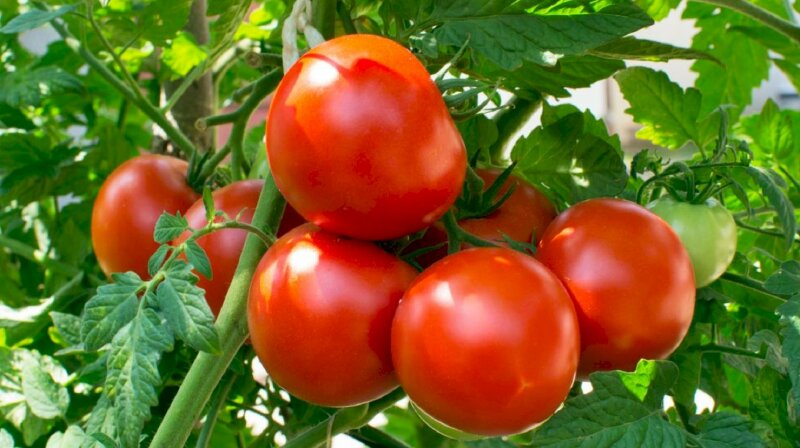 Hình ảnh chùm quả cà chua núp trong tán lá