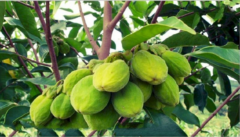 Hình ảnh chùm quả cây dó bầu trên tắn cây