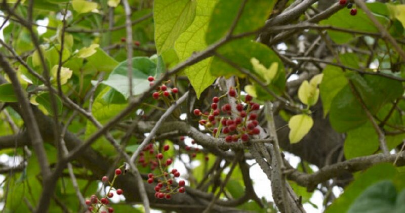 Hình ảnh chùm quả dây đau xương