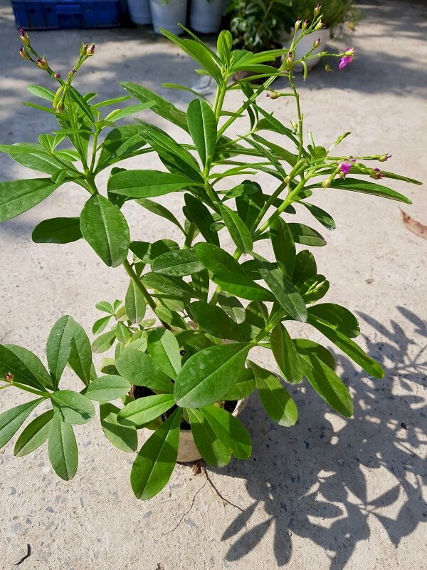 Hình dạng cây sâm đất có lá cây hình trái xoan mọc so le, phiến lá dày, hơi mập và bóng cả hai mặt, mép lá có hình dạng như lượn sóng