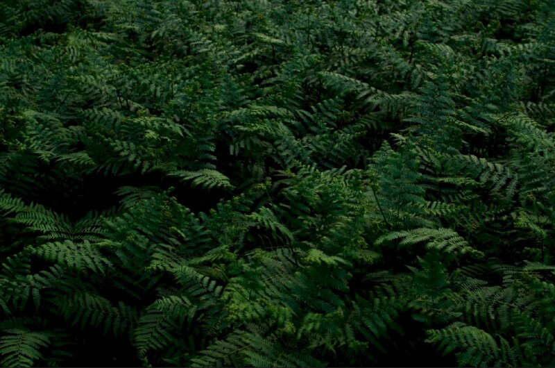 Hình ảnh vườn cây dương xỉ phủ màu đen tối của màn đêm