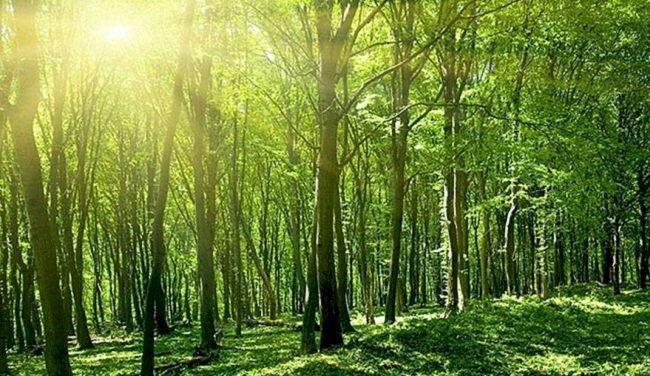 Hình ảnh rừng cây keo đón nắng mặt trời