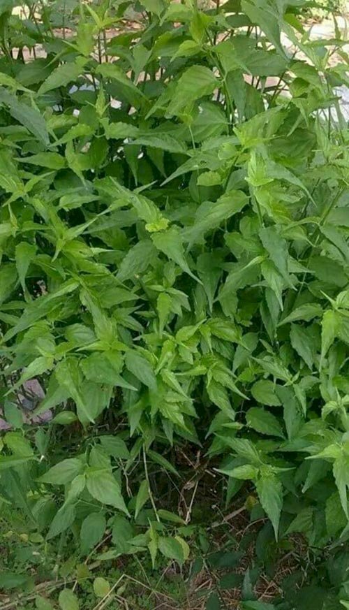 Hình ảnh những luống cây bìm bịp trong vườn xanh um