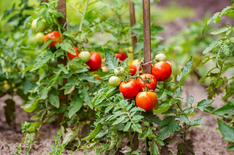 Hình ảnh những quả cà chua chín mọng sai cành