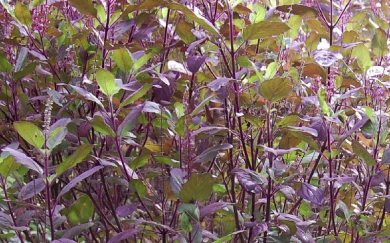 Hình ảnh vườn hương nhu tía rất đẹp