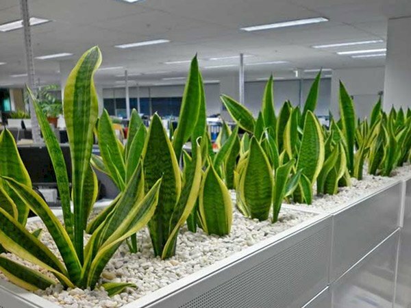 Hình ảnh hàng cây lưỡi hổ vàng trồng trang trí văn phòng