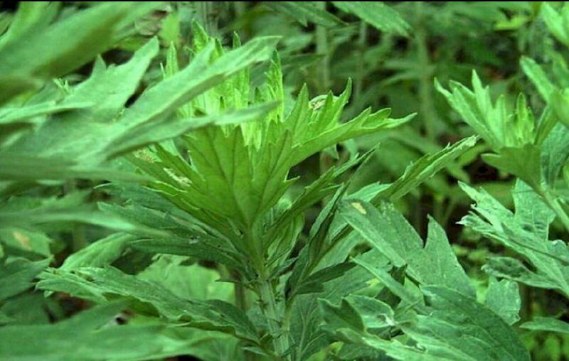 Hình ảnh cây ngải cứu tươi xanh dưới nắng