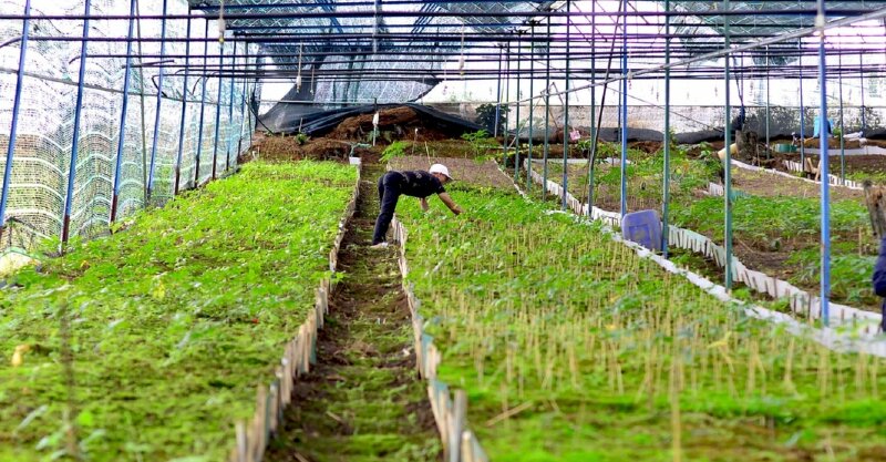 Hình ảnh những dãy vườn sâm ngọc linh được trồng trong nhà lưới