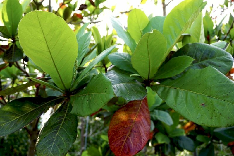 Hình ảnh tán lá cây bàng xanh um