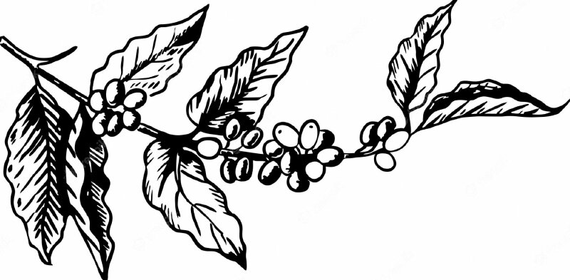 Ảnh vẽ minh họa nhánh cây cà phê