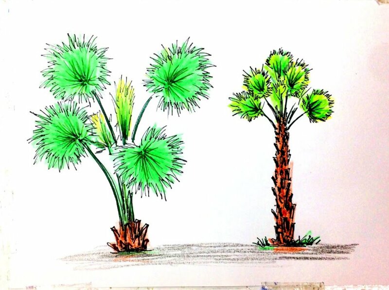 Hình vẽ những hàng cọ xòe tán che nắng một góc đường