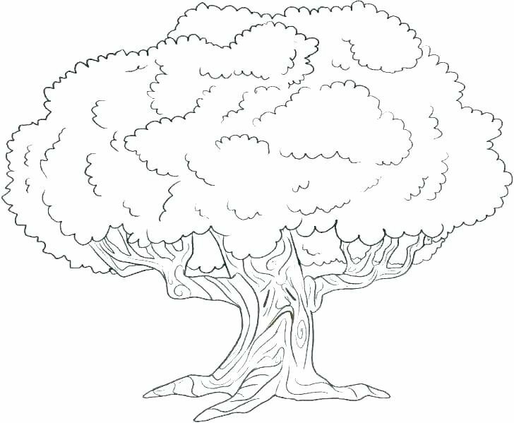 Xem hơn 100 ảnh về hình vẽ cây đa đơn giản  NEC