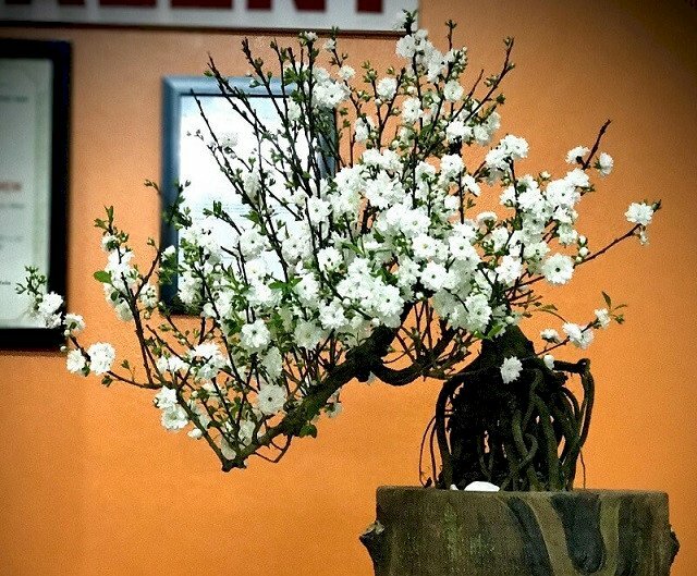Hình ảnh bonsai hoa mai trắng đẹp nhất