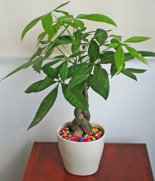 Hình ảnh chậu cây kim ngân lá sum xuê tượng trưng cho sự đoàn kết, vững vàng trước sóng gió, vượng phong thủy tiền bạc, hàm chứa sức sống mãnh liệt