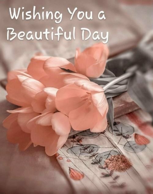 Hình ảnh cho một ngày mới thật tuyệt vời cùng những bông hoa màu hồng thắm rực rỡ