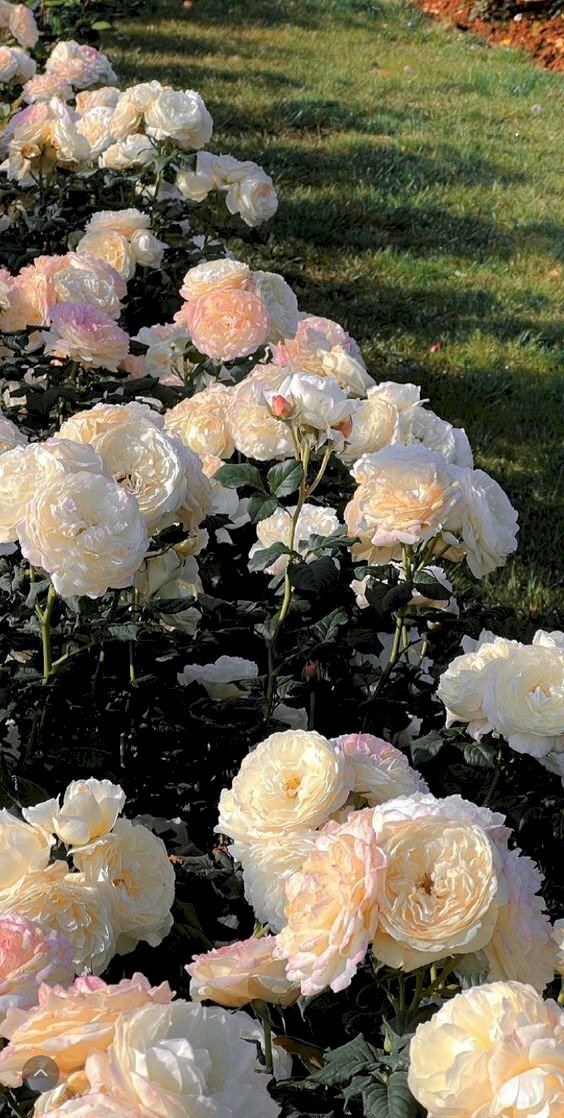 Ảnh vườn hồng trắng nở rộ dưới nắng bên cạnh bãi cỏ xanh biếc