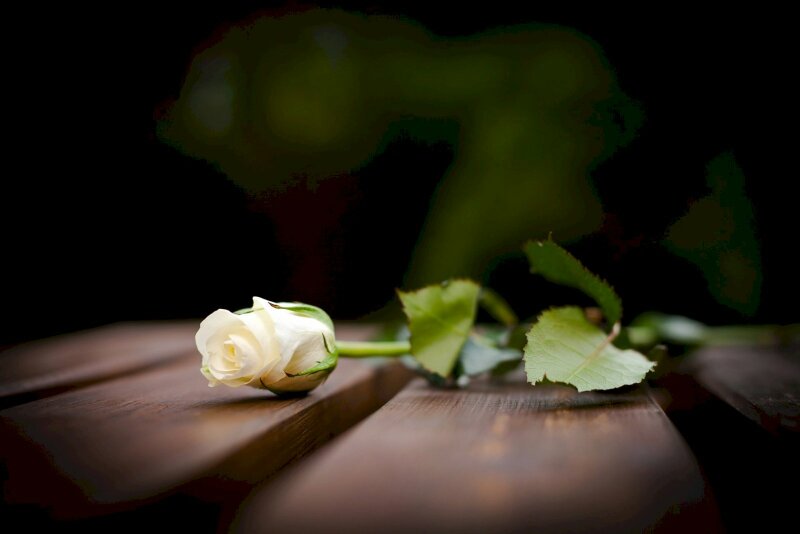 Hình ảnh nhánh hoa hồng trắng nằm trên sàng tượng trưng cho sự mệt mỏi, buồn bã
