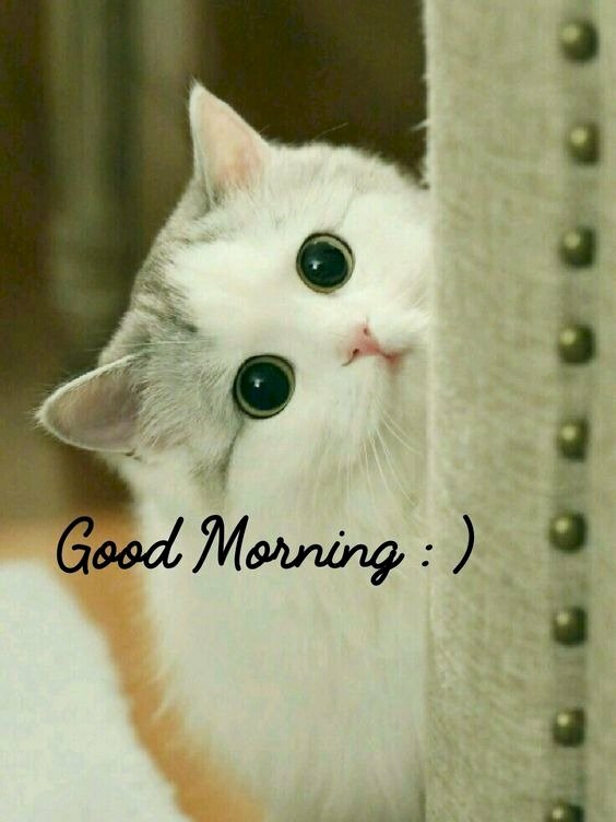 Ảnh chúc ngày mới dễ thương, ngộ nghĩnh với chú mèo 2 mắt tròn xoe