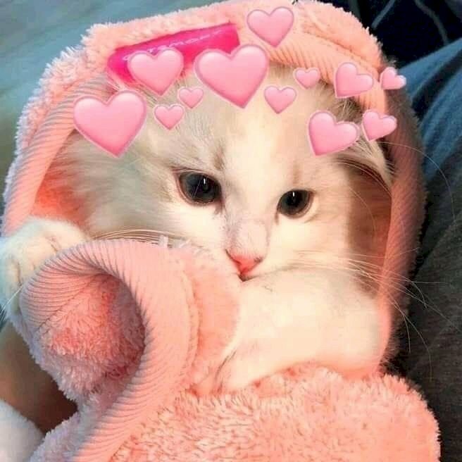 100+ Ảnh Mèo Cute Có Trái Tim Với Tình Yêu Và Sự Ngọt Ngào