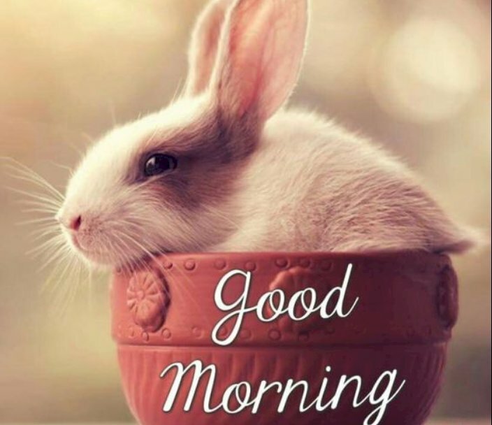 Hình ảnh thỏ con chào buổi sáng đáng yêu và ngộ nghĩnh