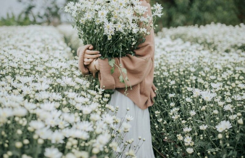 Ảnh cô gái ôm bó hoa cúc trắng đứng giữa vườn hoa cúc trắng đẹp rực rỡ
