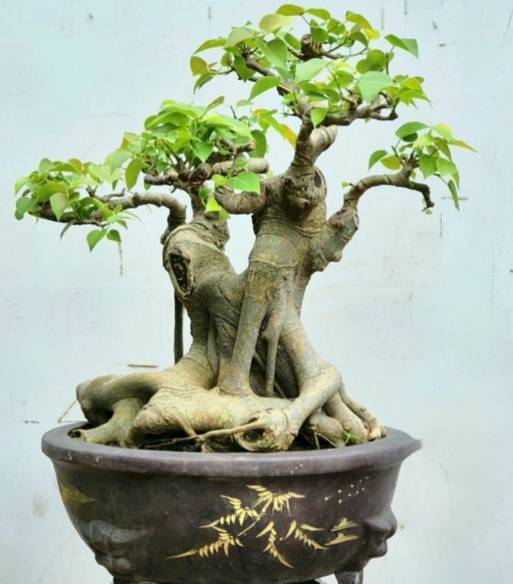 Hình ảnh chậu bonsai bồ đề ấn tượng với gốc cây to nhánh lá được phân thành chùm