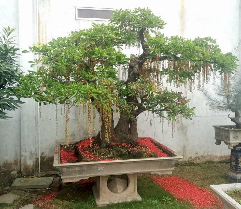 Hình ảnh cây lộc vừng bonsai tuyệt đẹp, hoa rụng đỏ cả gốc sân
