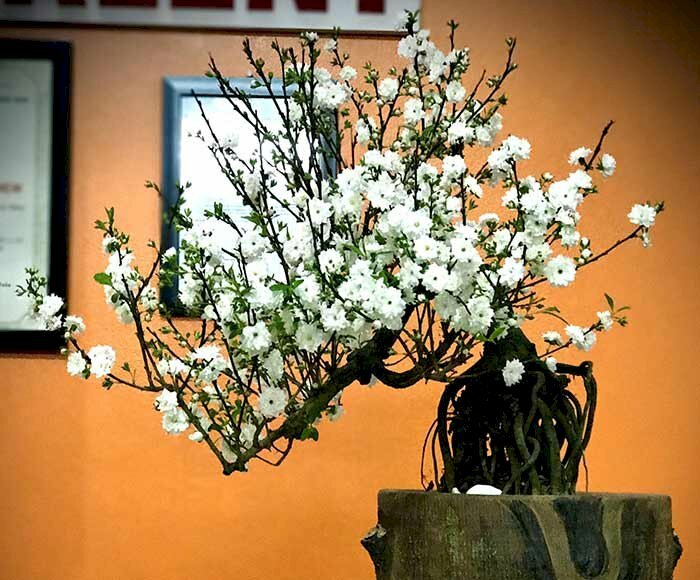 Hình ảnh nhất chi mai bonsai tuyệt đẹp trang trí ngày Xuân